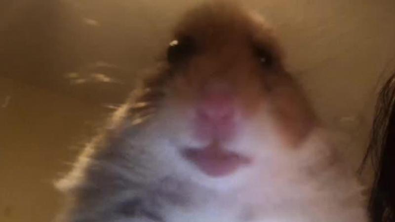 hamster.jpg.8a74197785c1b927f8b0e93d36c7f37a.jpg