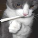 Meowijuana