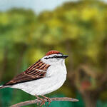 Sparrows